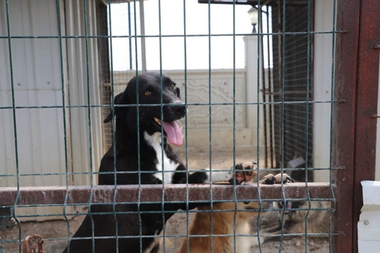 AKSU BELEDİYESİ’NDEN CAN DOSTLARA ŞEFKAT DOLU HİZMET