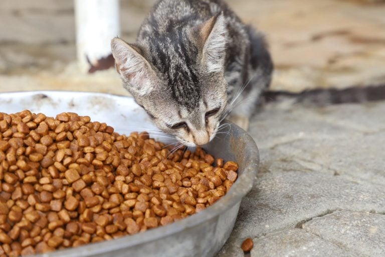 AKSU BELEDİYESİ’NDEN CAN DOSTLARA ŞEFKAT DOLU HİZMET