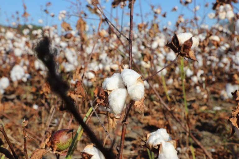 BAŞKAN YILDIRIM PAMUK HASADINA KATILDI