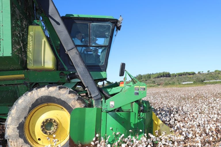 BAŞKAN YILDIRIM PAMUK HASADINA KATILDI