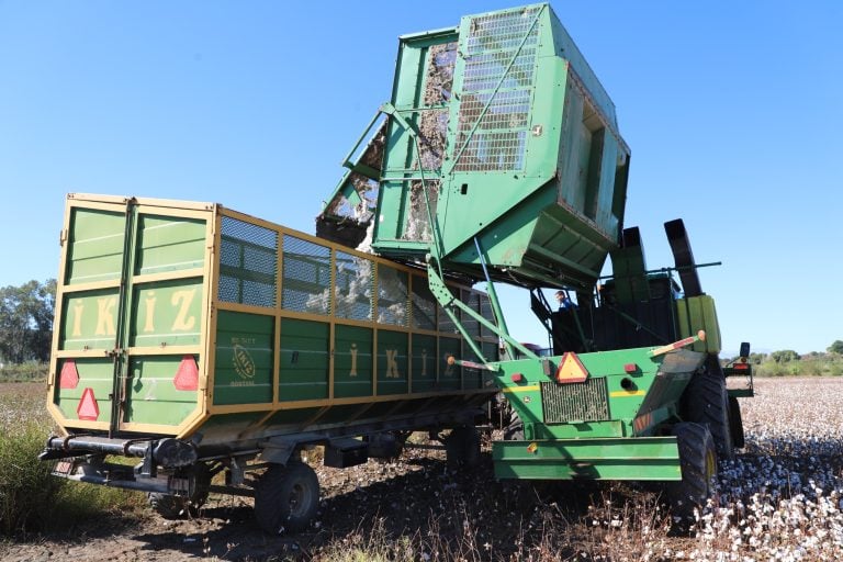 BAŞKAN YILDIRIM PAMUK HASADINA KATILDI