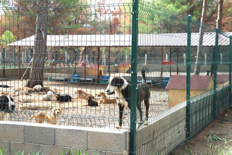 ÇİLEK VE DUMAN, 8 ARKADAŞIYLA BİRLİKTE YENİ YUVALARINA KAVUŞTU