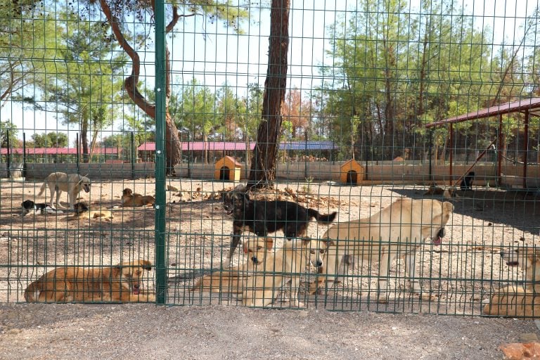 KOPİ, YANGININ ARDINDAN YENİ YUVASINA KAVUŞTU
